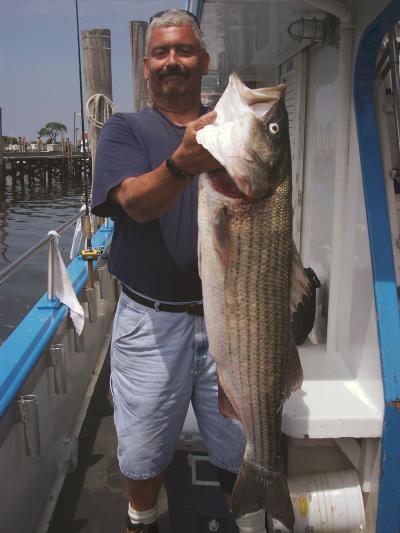 Glenn Arnold, Florida N.Y. 44 inches 31 pound Striper. A large male all spawned out.